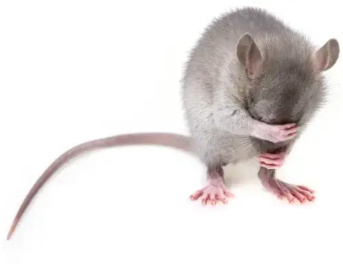A mouse covers up its face.