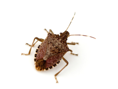 Macro view of a stink bug